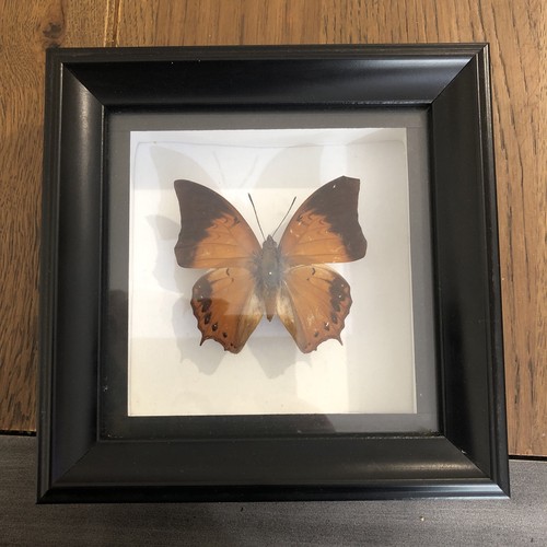 Real butterfly specimen shadow - specimen,