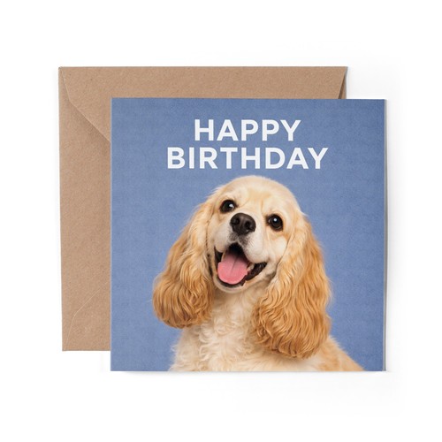 American cocker spaniel - 1, x