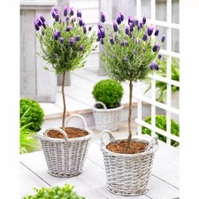 PAIR of Beautiful French Lavender Trees - Butterfly Lavender in Bud & Bloom