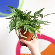 Humata tyermannii - Rabbit Foot Fern