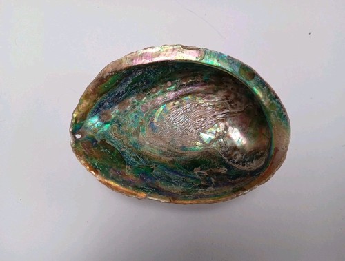 Beautiful abalone paua sea - abalone,