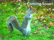 ✅ Hope Tech 3 E4 Purple Rear