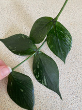 Hoya Polyneura 'Broget' | Hoya