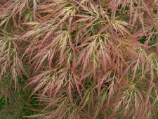 Acer palmatum dissectum