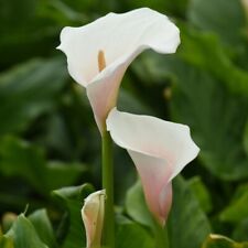 Arum Lily 'Pink Splash' Seeds
