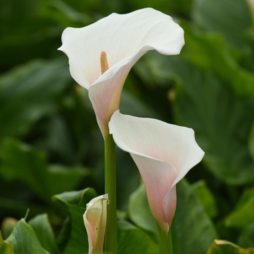 Arum lily pink - splash', seeds