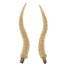 8" Antelope Horn Hairpin