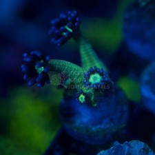 🫐🐍Blueberry Medusa Ultra