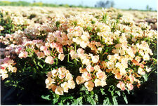 VERBENA HYBRIDA APRICOT 200
