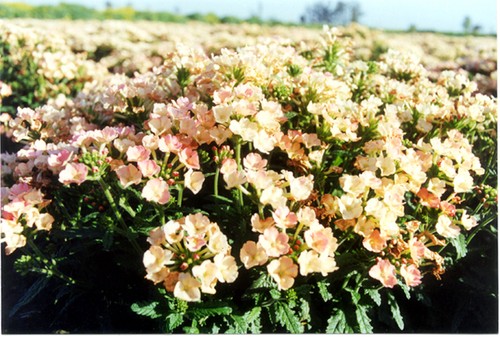 Verbena hybrida apricot 200 - verbena,
