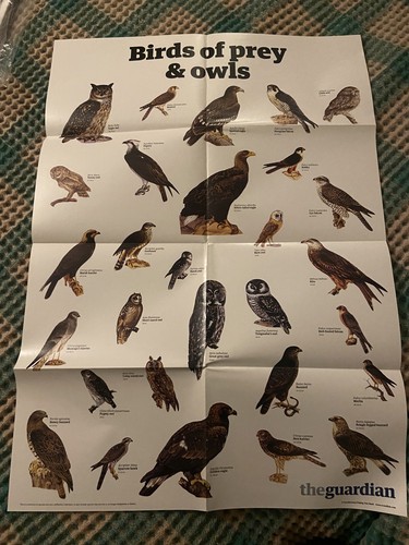The guardian birds prey - of, and