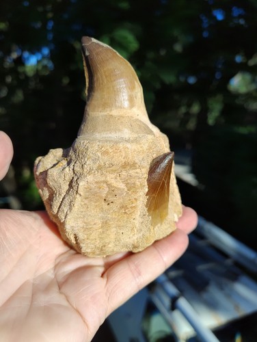 Mosasaur real teeth - , tooth