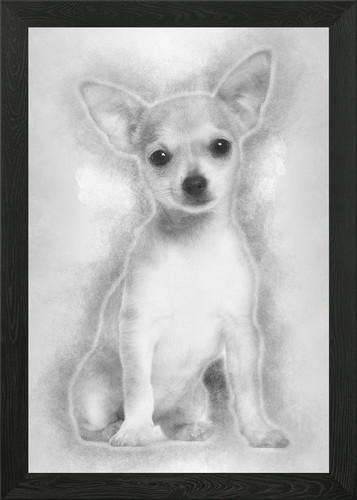Chihuahua puppy months o - months,