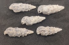 5x (Large) Cerith Shells Hermit Crab Shells Natural Seashells for Hermits