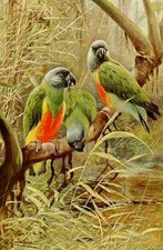 A4 Photo Kuhnert Friedrich Wilhelm 1916 v3 Senegal Parrot Print Poster