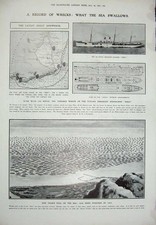 Old Antique Print 1906 Devon