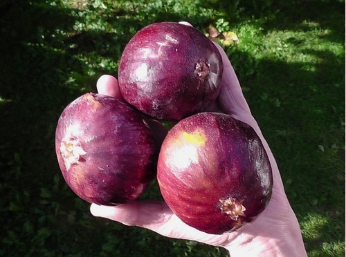 Fig tree from cyprus - tree, truly