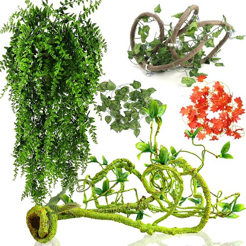 Reptile vines plants for - vines,