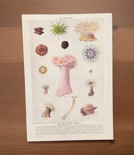 Vintage 1950s Sea Anemones