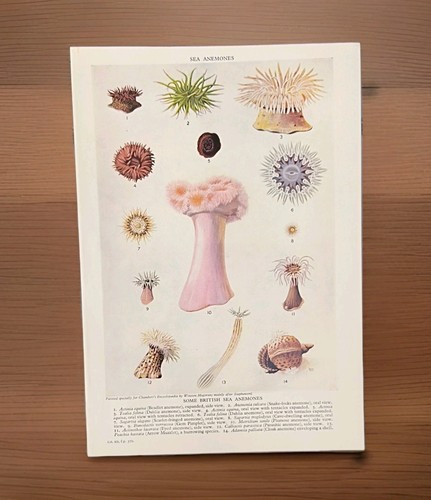Vintage 1950s sea anemones - vintage,