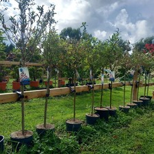 Salix 'I Am Red Cat' Japanese