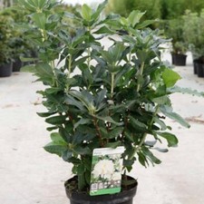 Rhododendron 'Persil' -