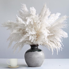 35-Inch Tall White Pampas