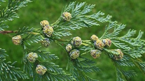Lawson cypress chamaecyparis - lawson, (chamaecyparis