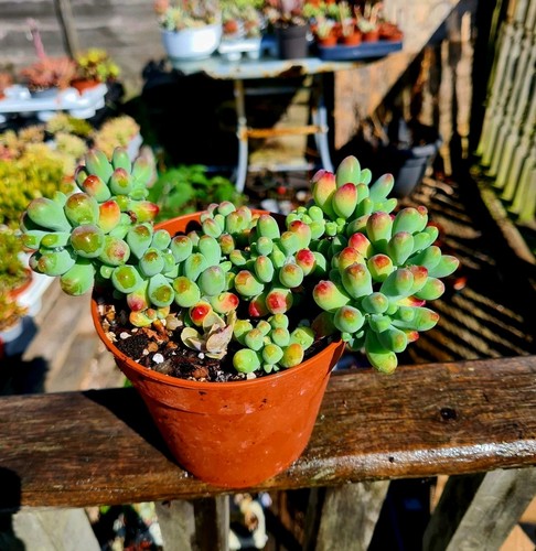 Sedum pachyphyllum 3x leaf - pachyphyllum,