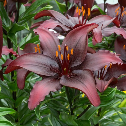 Lilium asiatic black bulbs - asiatic,