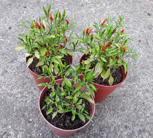 Live fruited chilli pepper - fruited,