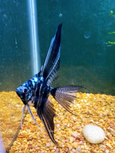 Beautiful electric blue - electric,