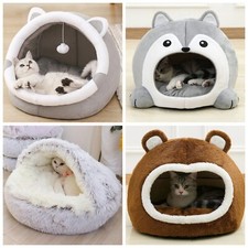 Large pet cat dog - dog, kitten