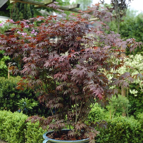 Garden trees x japanese - trees,, 1