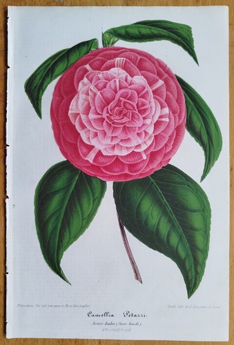 Camellia petazzi botanical - -,