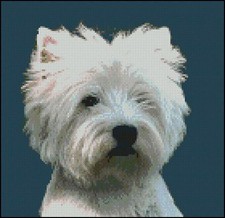 West highland terrier - highland,
