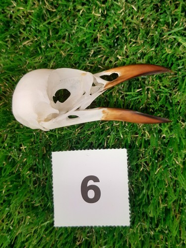 British magpie skull - skull, 6