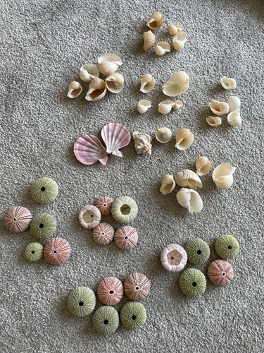 Job lot sea urchins - job, x