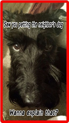 Funny scottish terrier dogs - funny,