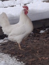 1 Dozen White Leghorns -