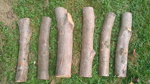 Seasoned chestnut logs for