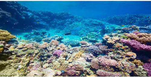 Aquarium background coral reef - aquarium,