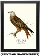 Vintage Red Kite Bird