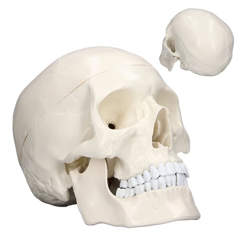 Simulation human head - human,