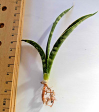 Sansevieria Fernwood Mikado, Air-Purifying Small, Bare-Rooted Snake Plant X 1