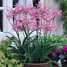 10 Nerine Bowdenii Pink