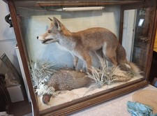 Vintage Fox Taxidermy European Red Fox Stuffed Mount Vintage in Case With Light
