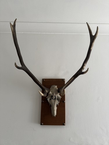 Deer stag antlers horns - deer,