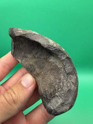 Large whale earbone fossil - large,