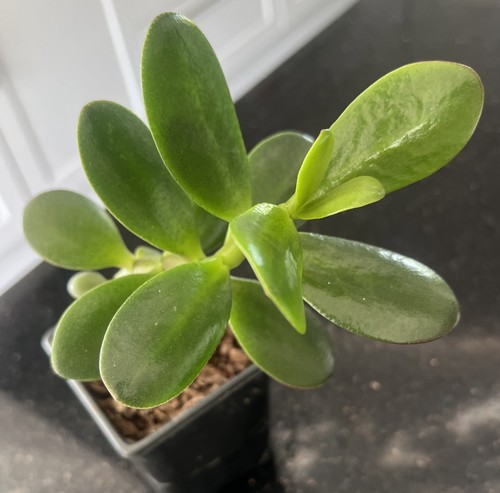 Large jade plant money tree - money,